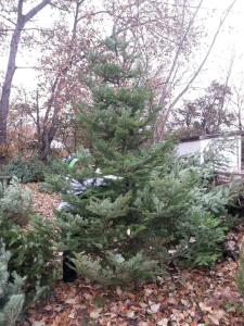 Natural Christmas Tree
